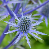 Eryngium - Blue Sea Holly - Water Wise Pollinator