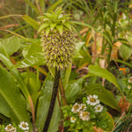 Eucomis - Bicolor