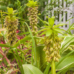 Eucomis - Bicolor