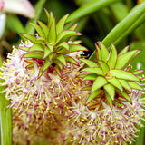 Eucomis - Bicolor