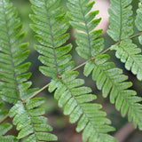 Fern - Cinnamon - Woodland Plant