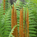 Color Your Garden Green - Collection