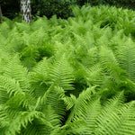 Fern - Lady - Woodland Plant