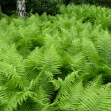 Fern - Lady - Woodland Plant