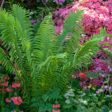 Fern - Tennessee Ostrich (Glade) - Woodland Plant