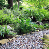 Fern - Lady - Woodland Plant