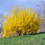 Forsythia - Lynwood Gold
