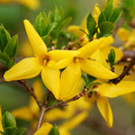 Forsythia - Lynwood Gold