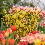 Forsythia - Lynwood Gold