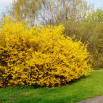 Forsythia - Lynwood Gold