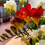 Freesia - Double Blooming Red
