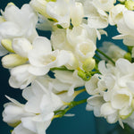 Freesia - Double Blooming White