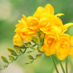 Freesia - Double Blooming Yellow