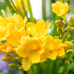 Freesia - Double Blooming Yellow