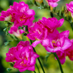 Freesia - Double Blooming Pink