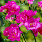 Freesia - Double Blooming Pink