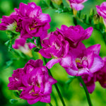 Freesia - Purple Rain