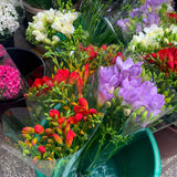 Freesia - Double Blooming Red