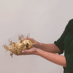Deer, Rodent and Squirrel Resistant Bulb Yellow Garden