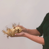 Deer, Rodent and Squirrel Resistant Bulb Yellow Garden