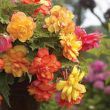 Begonia - Golden Balcony - Patio Kit - with Decorative Rattan Planter, Planting Medium & Bulbs