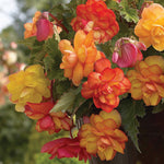 Begonia - Golden Balcony - Patio Kit - with Decorative Rattan Planter, Planting Medium & Bulbs