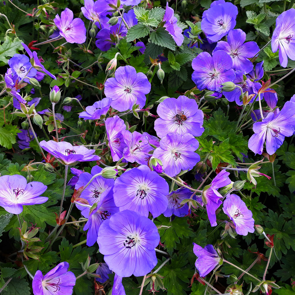 Geranium - Hardy Rozanne - Longest Blooming – Plantcetera