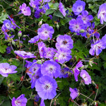 Geranium - Hardy Rozanne - Longest Blooming