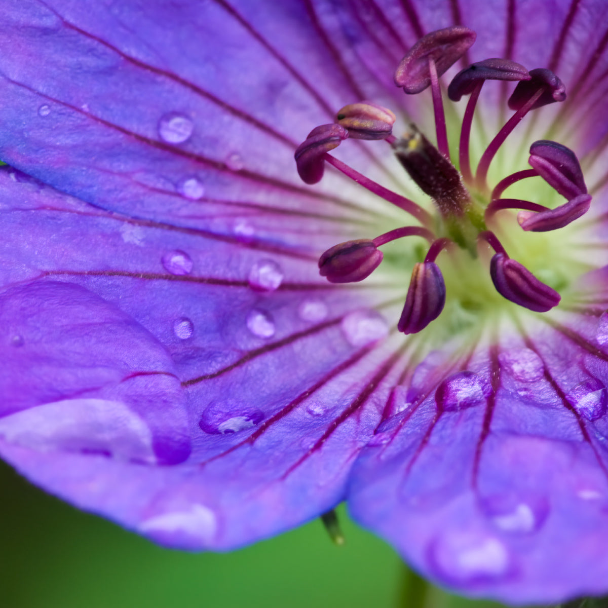 Geranium - Hardy Rozanne - Longest Blooming – Plantcetera