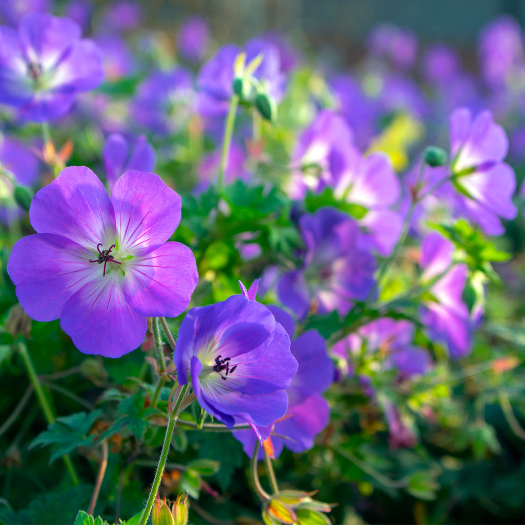 Geranium - Hardy Rozanne - Longest Blooming – Plantcetera
