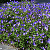 Color Your Garden Blue - Collection