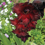 Gladiolus - Large Flowering Black Beauty