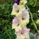 Gladiolus - Large Flowering Mon Amour