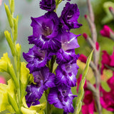 Gladiolus - Large Flowering Grande Passion