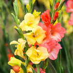 Gladiolus - Colossal Sized - Flowering Rainbow Mix