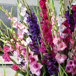 Gladiolus - Tropical Passion Blend