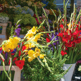 Gladiolus - Large Flowering Grande Passion