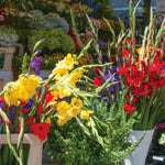 Gladiolus - Colossal Sized - Flowering Rainbow Mix