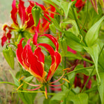 Gloriosa - Rothschildiana