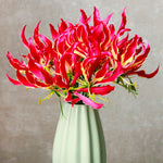 Gloriosa - Rothschildiana
