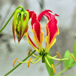 Gloriosa - Rothschildiana