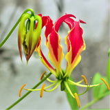 Gloriosa - Rothschildiana