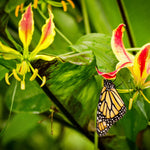 Gloriosa - Rothschildiana