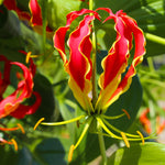 Gloriosa - Rothschildiana