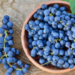 Grape - Seedless Concord Blue - GMO Free