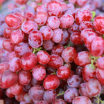 Grape - Flame Seedless - GMO Free