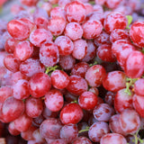 Grape - Flame Seedless - GMO Free