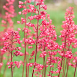 Heuchera - Firefly