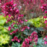 Heuchera - Firefly