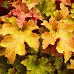 Heuchera - Mix